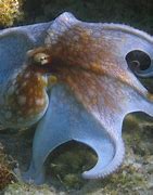 Image result for Octopus Mantle