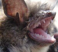 Image result for Brown Bat Bite