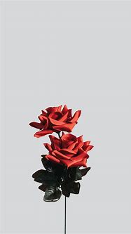 Image result for iPhone 6 iOS 8 Flower Wallpaper