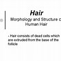 Image result for Vellus Hair On Scalp