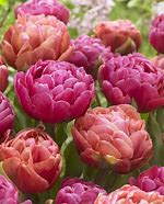 Image result for Tulipa Copper Image