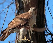 Image result for Beautiful Red Tailed Hawk Meme