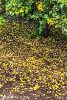 Image result for Yellow Geiger Tree