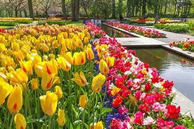Image result for Tulip Park Netherlands