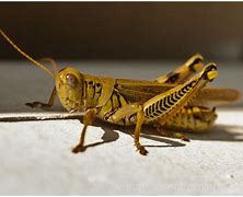 Image result for Cricket Animal