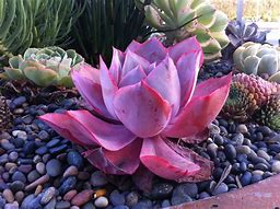 Image result for Pretty Succulent Plants