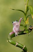 Image result for White Tree Frog Cute