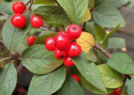Image result for cotoneaster_bullatus