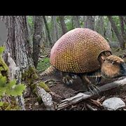 Image result for Armadillo Life Cycle