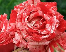Image result for White Red Rose Flower