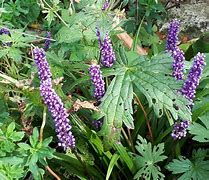 Image result for Liriope muscari Alba