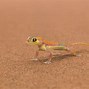 Image result for Pretty Lizards