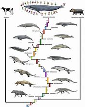 Image result for Whale Evolutionary Tree