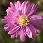 Image result for Anemone hybrida (x) Bressingham Glow