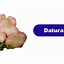 Image result for Common Flower Names