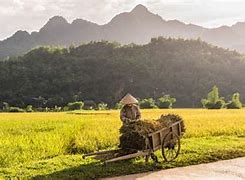 Image result for Rural Vietnam