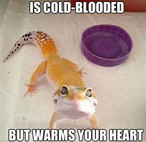 Image result for Hilarious Gecko Memes