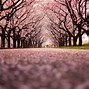 Image result for Sakura Tree