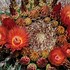 Image result for Desert Plants Barrel Cactus