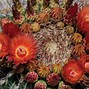 Image result for Sonora Barrel Cactus