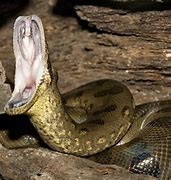 Image result for L'Anaconda