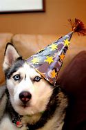 Image result for Funny Husky Birthday