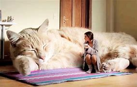 Image result for World's Biggest Pet Cat