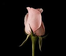 Image result for Pink Rose Bud Flower