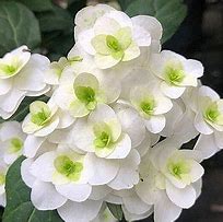 Image result for Hydrangea serrata WHITE ON WHITE