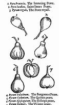 Image result for Different Kinds of Pears