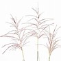 Image result for Miscanthus sinensis Grosse Fontäne