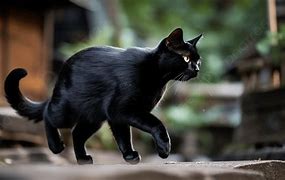 Image result for Black Cat Running