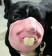 Image result for Scary Dog Muzzle