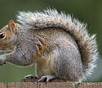 Image result for Squirrel Like. Animal