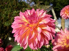 Image result for Holly Hill Gloria Dahlia