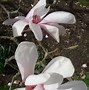 Image result for Magnolia cylindrica