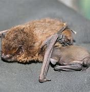 Image result for Bats in South Carolina