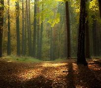 Image result for Beautiful Forest Scenery