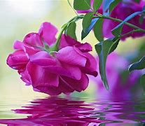 Image result for Pretty Pink and Green Flowers Desktop Wallpaper