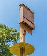 Image result for Best Place to Hang a Bat House