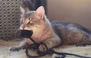 Image result for Cat Chew Toys