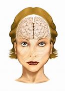 Image result for Memory Brain Clip Art