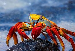 Image result for Colorful Crab