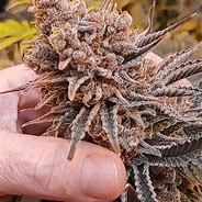 Image result for Fire OG Lemon Kush