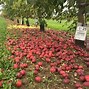 Image result for Group of 21 Apple's