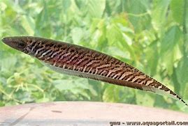 Image result for Gymnogyps Cathartidae