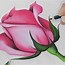 Image result for How to Draw Rose Drawing