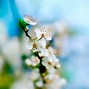 Image result for Spring Flowers Continous Background