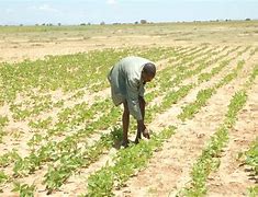 Image result for Drought in Uganda