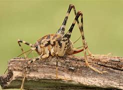Image result for Animated Cricket in Spider Web